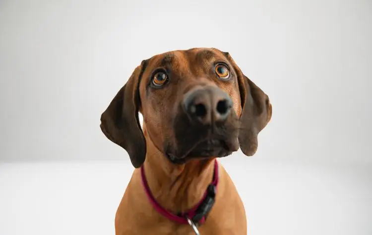 Rosi Hund Büro Rosi Hund Büro